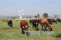 Sức hút thực phẩm Organnic - Bài 2: Nâng cao sức cạnh tranh của hàng Việt chuẩn quốc tế 