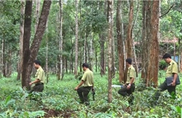Nhiều chính sách thiết thực để bảo vệ rừng Tây Nguyên 
