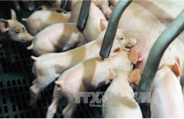 Nhiều công ty chăn nuôi Trung Quốc lao đao vì giá thịt lợn giảm 