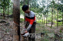 Người dân Phú Yên hoang mang vì cao su gần thu hoạch mủ bị chặt phá