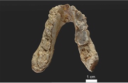 Mẫu hóa thạch người tiền sử thách thức thuyết tiến hóa hiện nay