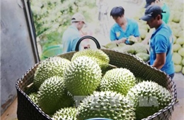 Giá trái cây tăng cao kỷ lục trong dịp tết Đoan Ngọ