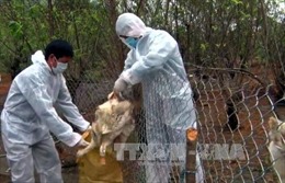 Xuất hiện ổ cúm H5N6 trên đàn vịt trời nuôi ở Đắk Lắk