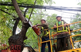 Hà Nội cắt tỉa cây xanh trước mùa mưa bão