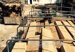 Chây ỳ trong xử lý vụ việc vận chuyển gỗ lậu thuộc khu vực Đồn Biên phòng quản lý