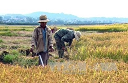 Cà Mau có trên 100 ha lúa vụ 3 trước nguy cơ mất trắng 