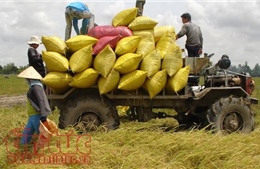 Tin vui cho nhà nông khi nhiều đối tác nhập khẩu gạo truyền thống đã quay trở lại