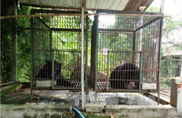 Đồng Nai còn 84 cá thể gấu ngựa bị nuôi nhốt