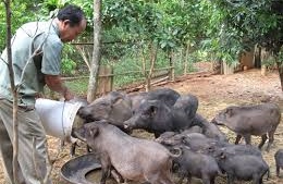 Thông tin về việc giá lợn giống trong dự án giảm nghèo tại Điện Biên cao bất thường