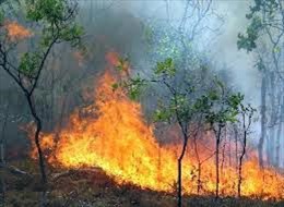  Dập tắt đám cháy rừng ở Bãi Cháy, Quảng Ninh