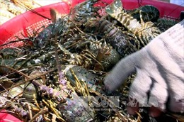  Tôm hùm và các loài thủy sản ở vịnh Xuân Đài chết hàng loạt