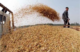 Triều Tiên tăng mạnh nhập khẩu ngũ cốc từ Trung Quốc 