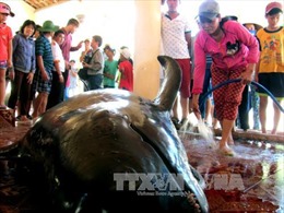 Cá voi nặng hơn 1 tấn dạt vào bờ biển Phú Yên