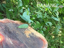 Đà Nẵng xử lý nghiêm vụ phá rừng tại khu vực mỏ vàng Khe Đương 