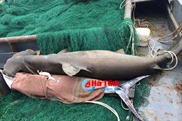 Cá mập nặng 3 tạ, đầu rộng gần 1 mét mắc lưới tàu vỏ thép ngư dân Hà Tĩnh