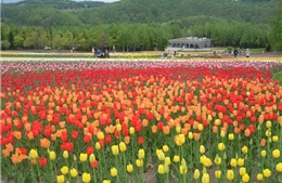  Mùa hoa ở Sapporo