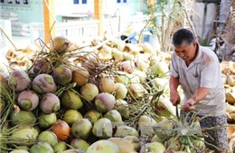 Giá dừa khô tăng gấp đôi tại Tiền Giang