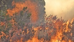 Cháy 13 ha rừng tại Vườn Quốc gia Tam Đảo  