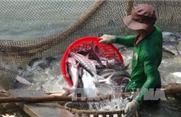 Giá cá tra nguyên liệu ổn định ở mức cao