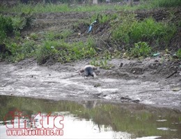 Phát hiện thi thể nam giới trôi ở nhánh sông Sài Gòn