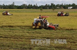 Sản lượng lúa Đông Xuân tại đồng bằng sông Cửu Long giảm 