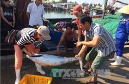 Thừa Thiên - Huế tăng sản lượng đánh bắt sau sự cố môi trường biển 