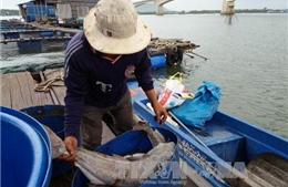 Cá bớp nuôi chết hàng loạt tại đảo Hòn Chuối 