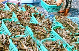 Giá thủy sản ở Bạc Liêu tăng mạnh