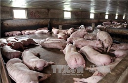 Giá lợn hơi ở Trà Vinh tiếp tục giảm