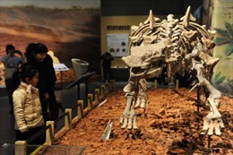 Phát hiện thủ phạm khiến khủng long tuyệt chủng trên Trái Đất 