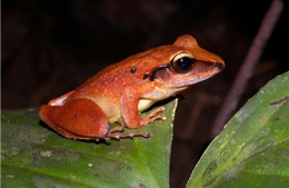 Costa Rica phát hiện loài ếch được cho là đã tuyệt chủng 