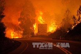 Cháy rừng ở Bồ Đào Nha, 16 người bị thiêu cháy trong ô tô