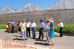 Làm nông nghiệp công nghệ cao ở Israel, những điều mắt thấy tai nghe