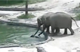 Video ấn tượng hai voi lớn cứu voi con khỏi chết đuối