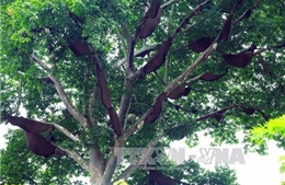 Độc đáo &#39;cây thần&#39; và luật tục bảo vệ rừng của người Thái ở Điện Biên