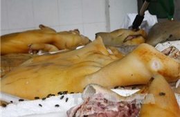 Phát hiện gần nửa tấn thịt lợn thối được cất giữ trong tủ đông