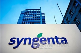 Nông dân Mỹ thắng kiện tập đoàn Syngenta gần 218 triệu USD