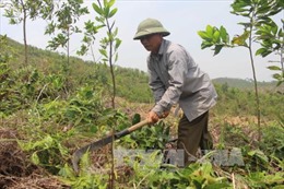 Tỷ phú trồng rừng ở Vĩnh Phúc