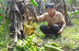 Để nông sản Việt thoát vòng luẩn quẩn “được mùa, mất giá” 