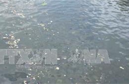 Hải Phòng: Hồ Dư Hàng ô nhiễm nghiêm trọng