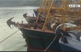 Kiến nghị khởi tố doanh nghiệp đóng tàu vỏ thép tại Bình Định