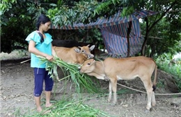 Phát huy hiệu quả chính sách tín dụng ưu đãi 