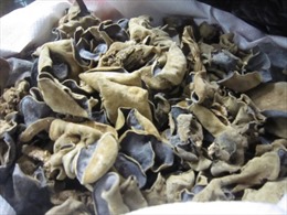 Phát hiện gần 14 tấn mộc nhĩ, nấm hương không rõ nguồn gốc tại Hà Nội