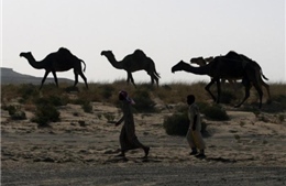 Saudi Arabia trục xuất 15.000 con lạc đà Qatar
