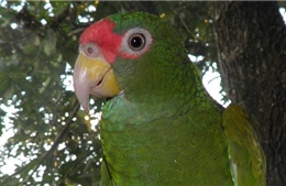 Phát hiện loài vẹt mới ở Mexico, đầu đội &#39;vương miện&#39; xanh lá cây