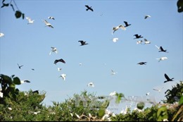 Bảo tồn sân chim lớn nhất đồng bằng sông Cửu Long