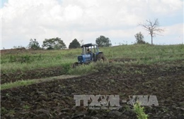 Sử dụng đất ở các nông, lâm trường còn lãng phí, kém hiệu quả
