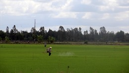 Tính lại bài toán cây lúa ở Tây Nam Bộ 
