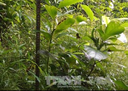 Bảo tồn và phát triển cây quý Vù hương tại Vườn quốc gia Bến En