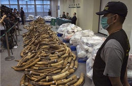 Trung Quốc: Hong Kong thu giữ lượng ngà voi lớn nhất trong 30 năm 